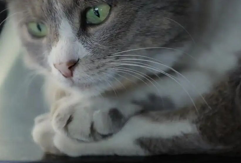 Kedi: Istanbul and the story of Street Cats